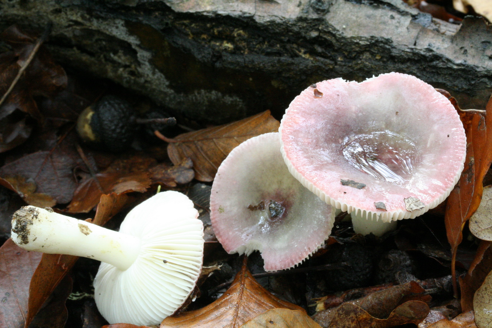 Russula fragilis