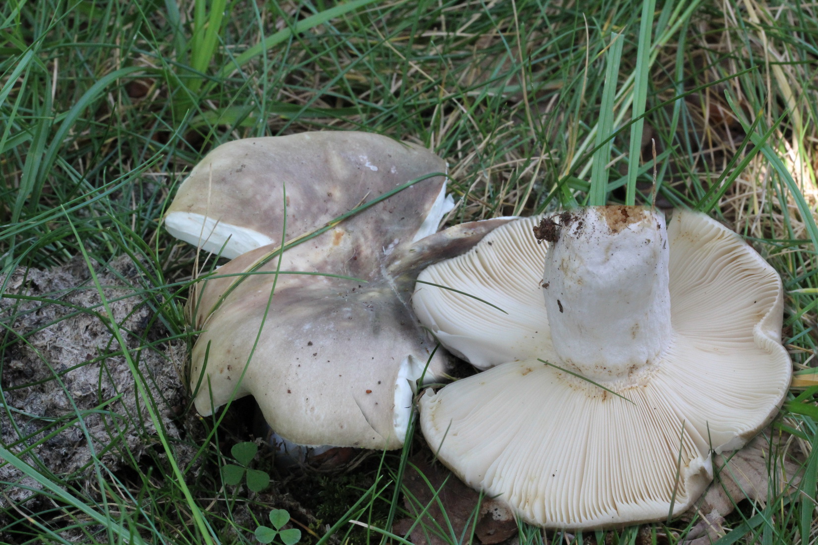 Russula heterophylla