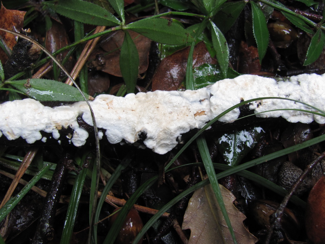 Byssomerulius corium