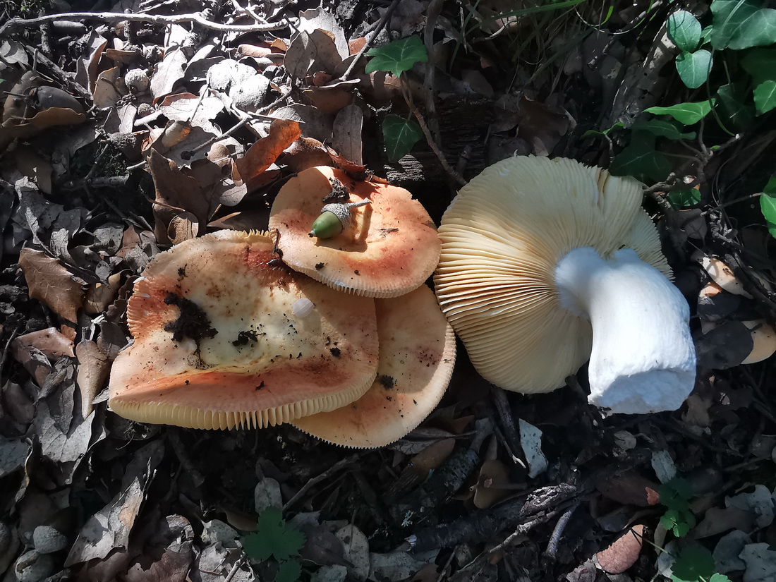 Russula maculata