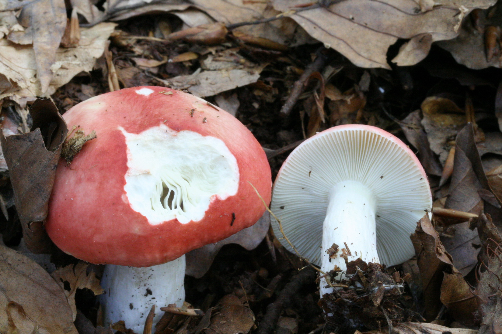 Russula nobilis