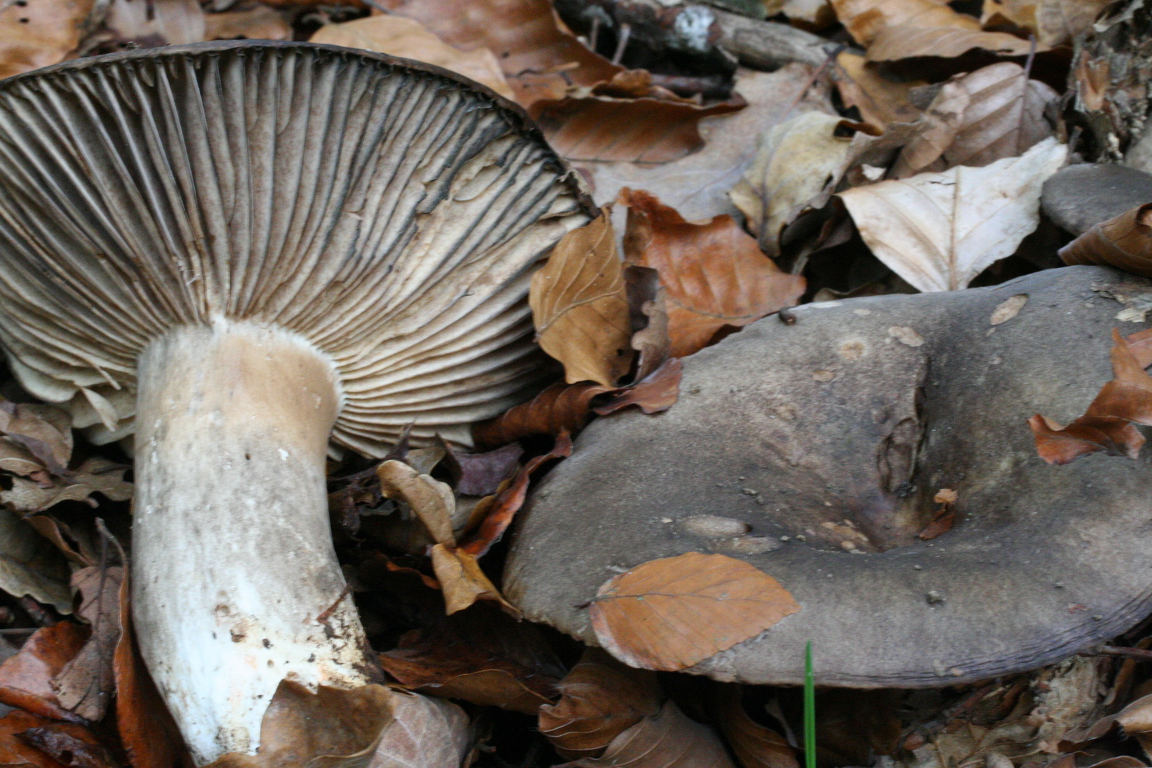 Russula nigricans