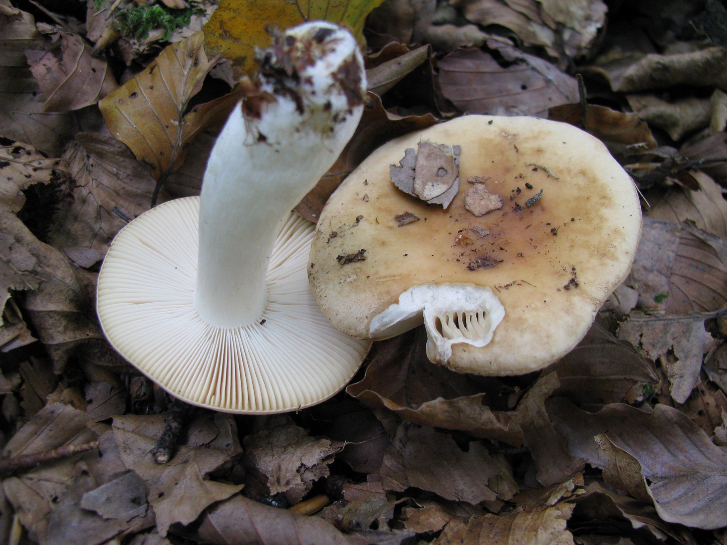 Russula ochroleuca