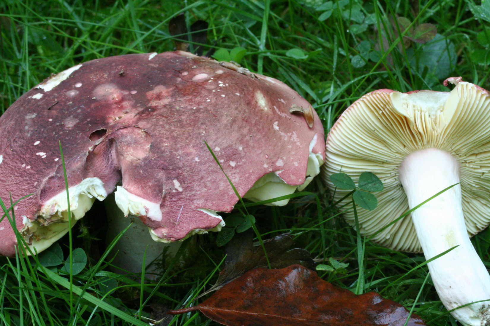 Russula olivacea