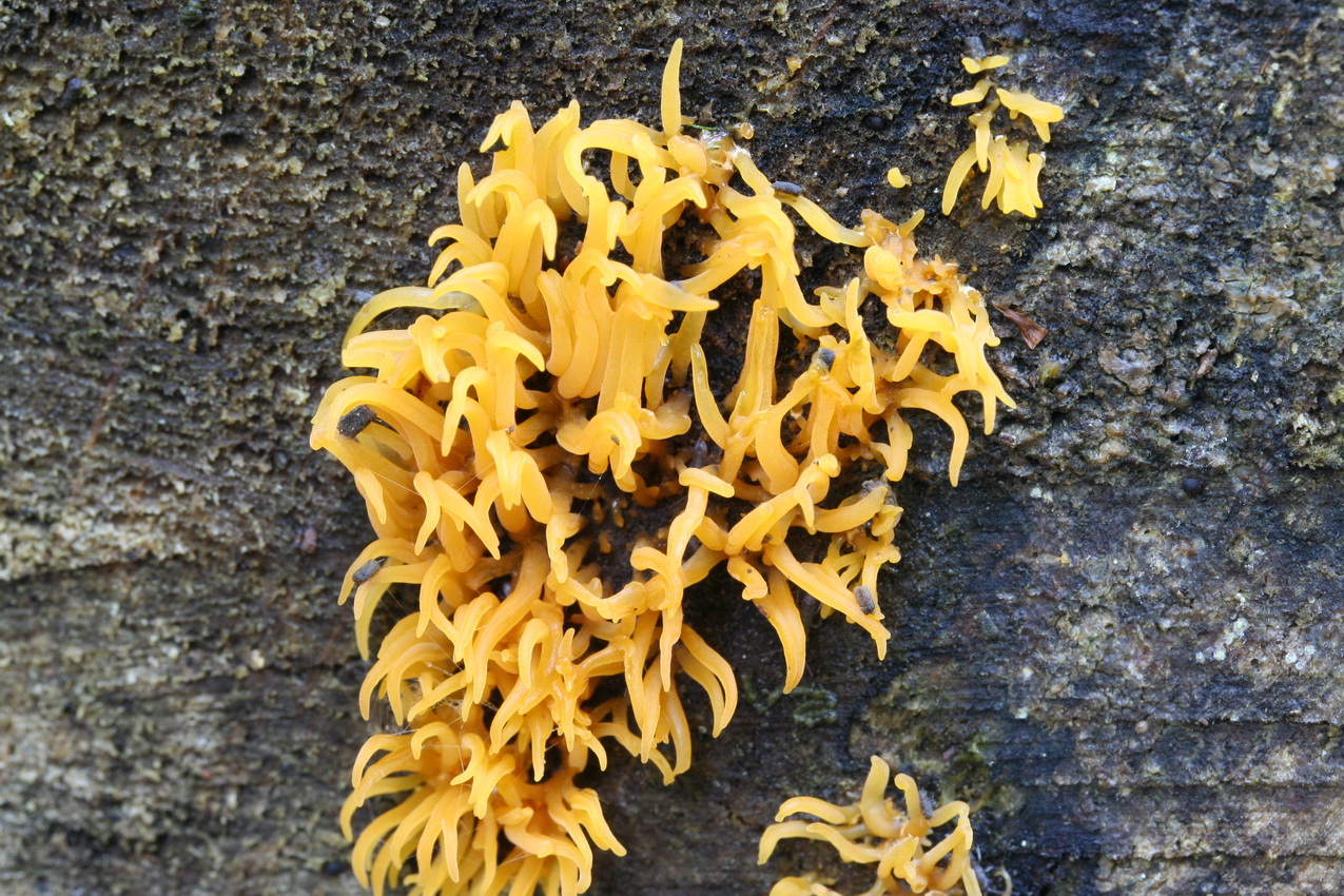 Calocera cornea