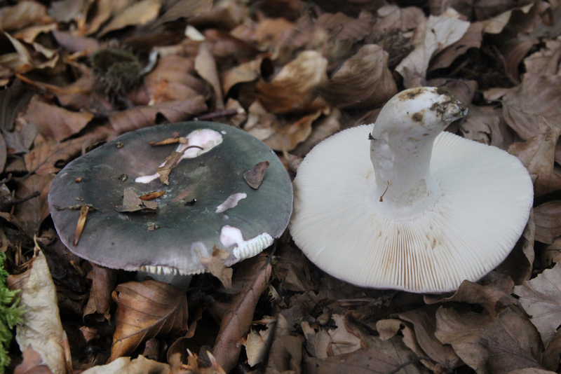 Russula parazurea