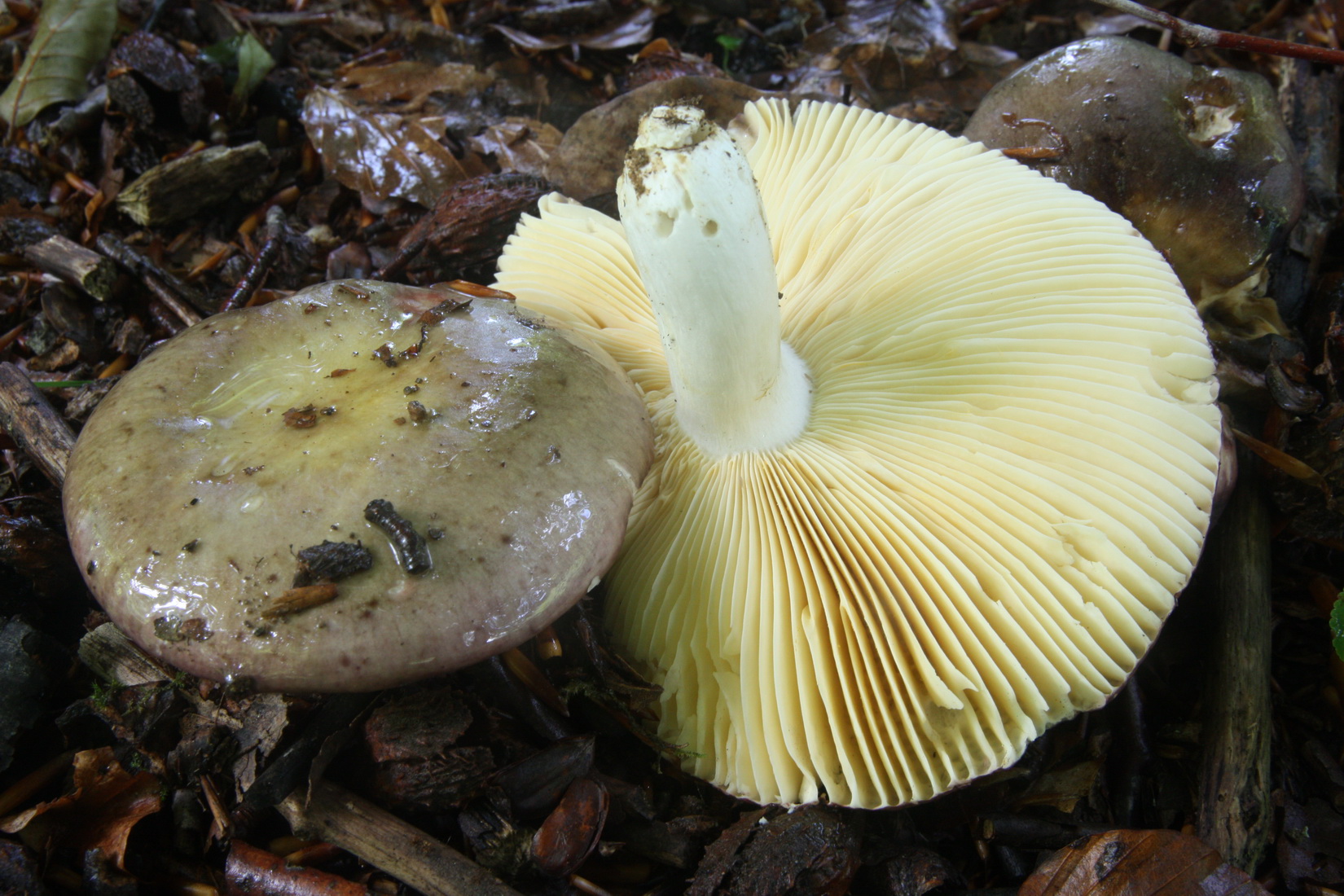 Russula romellii