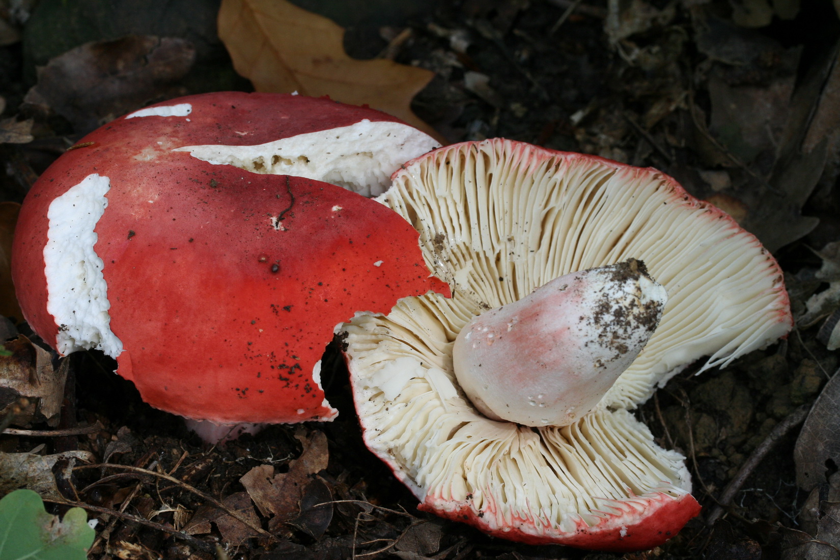 Russula rosea
