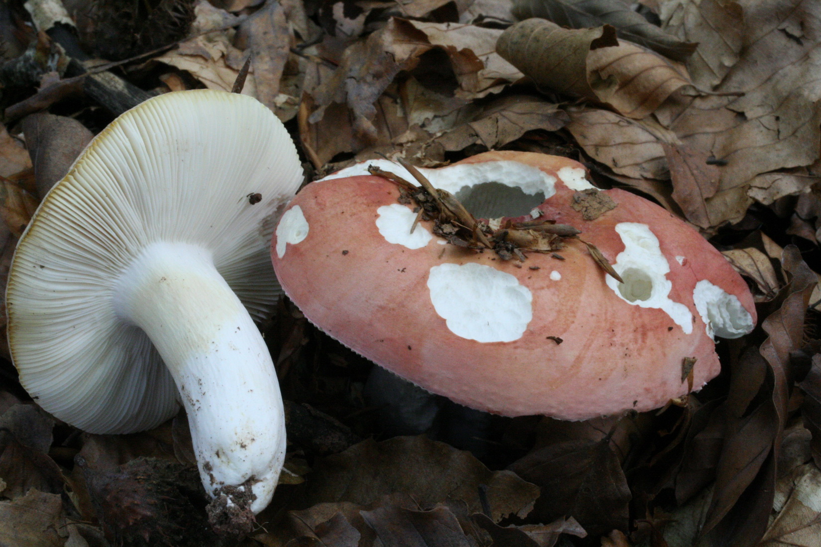 Russula aurora