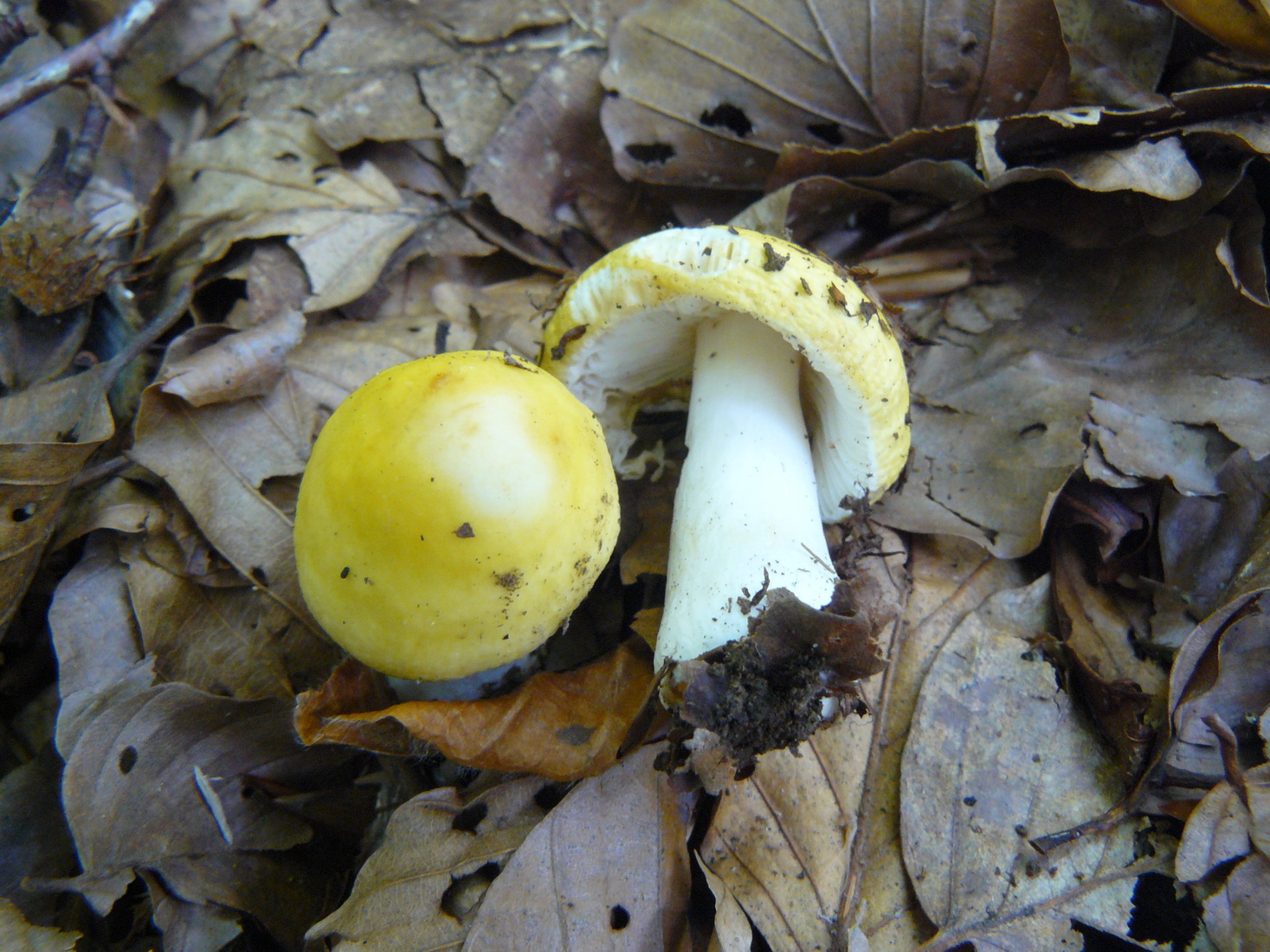 Russula solaris
