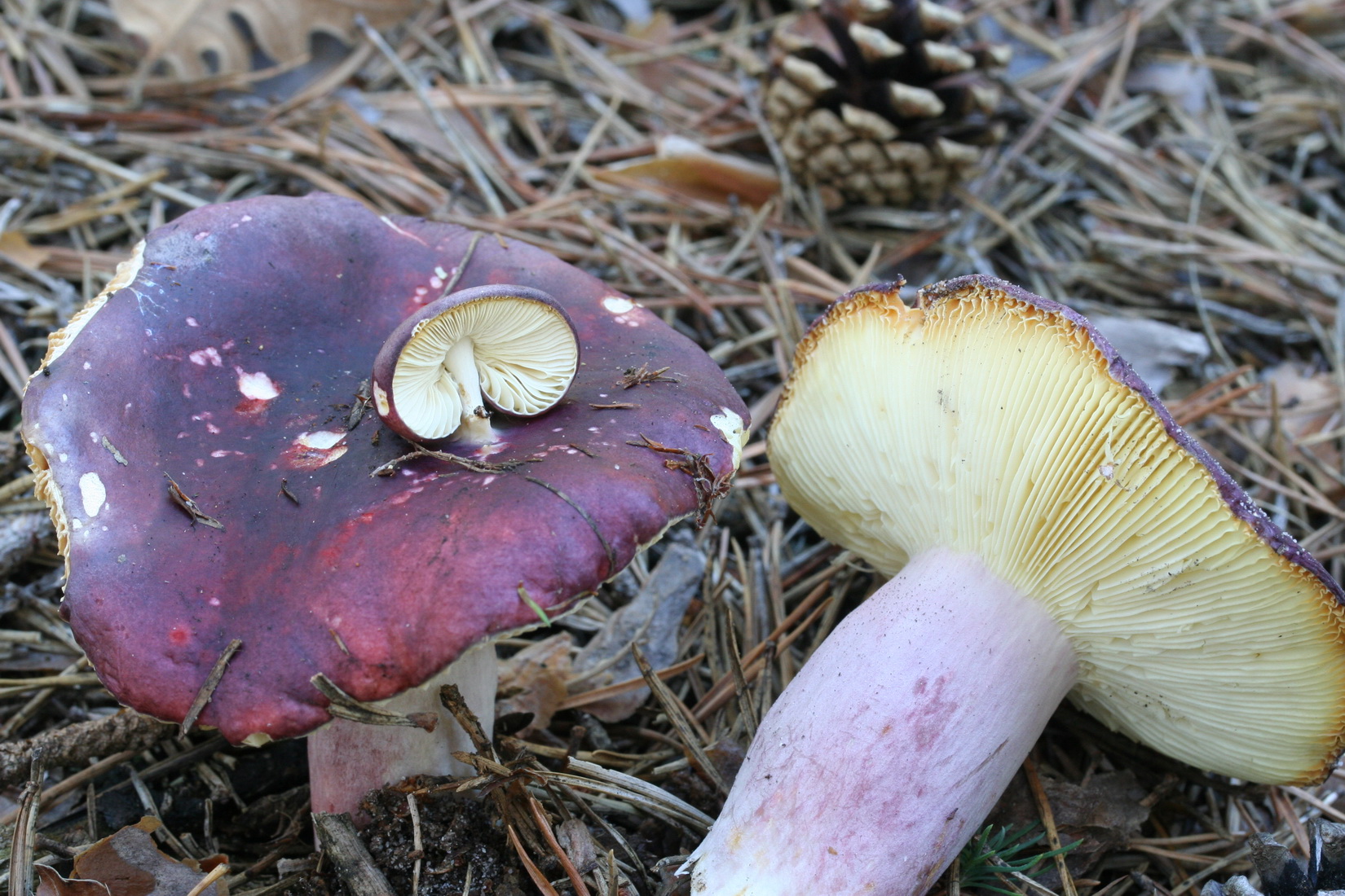 Russula torulosa