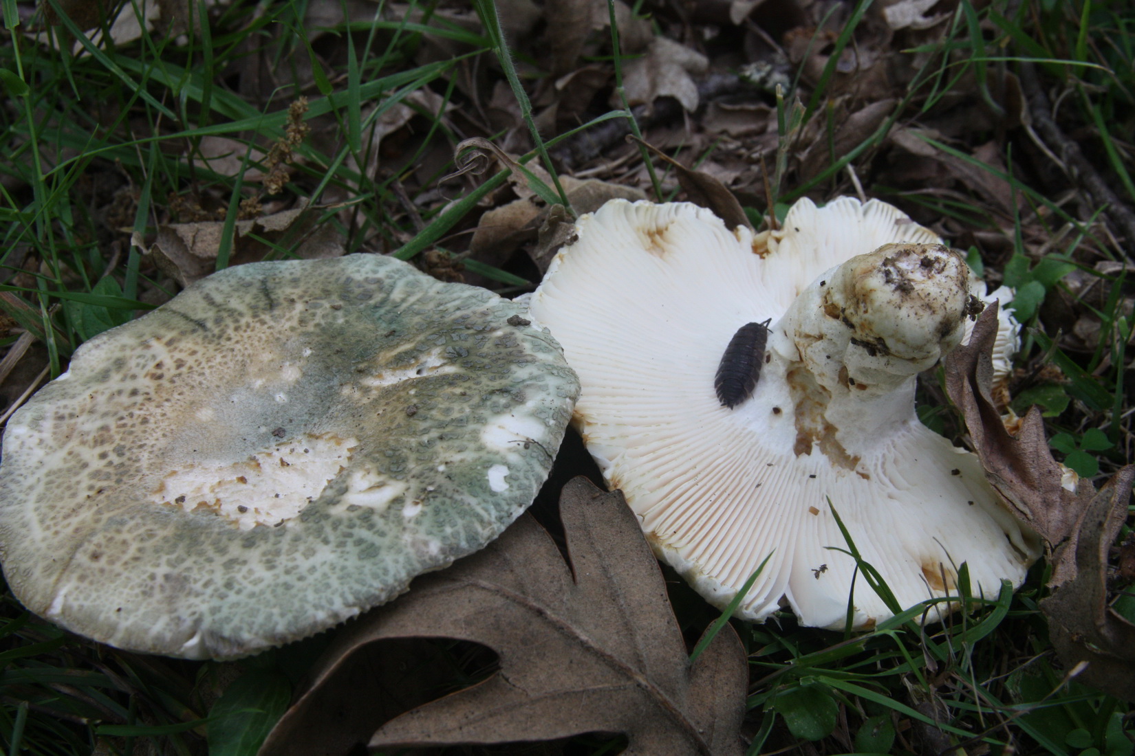 Russula virescens