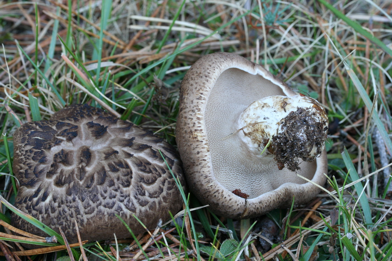 Sarcodon imbricatus