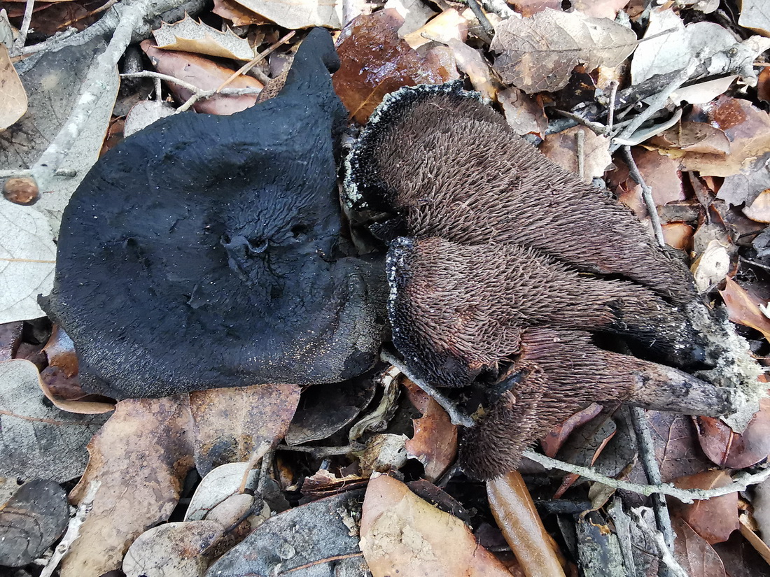 Sarcodon joeides