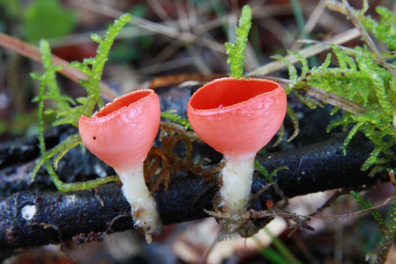 Sarcoscypha coccinea