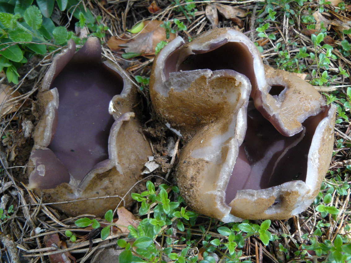 Sarcosphaera coronaria