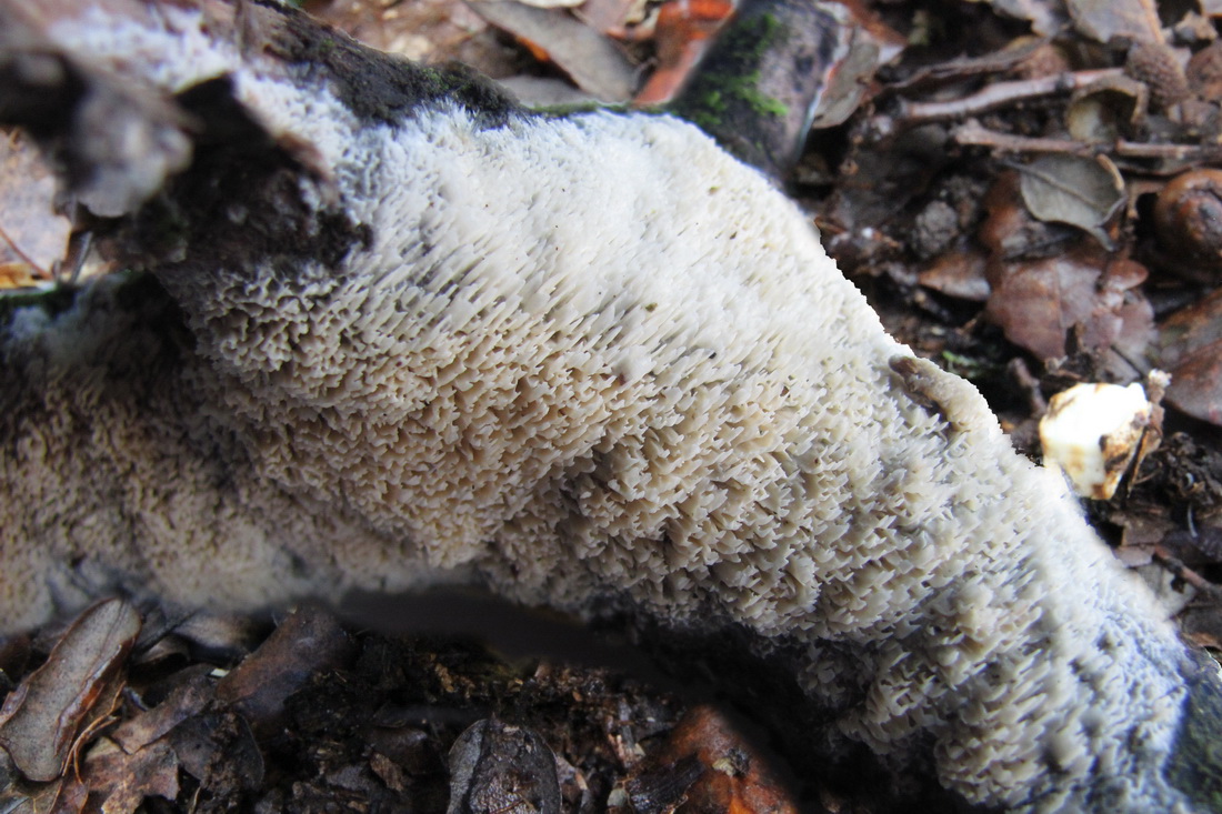 Schizopora paradoxa