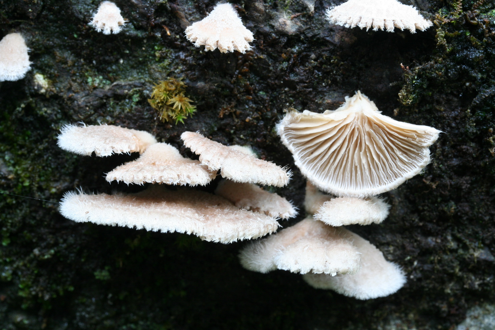 Schizophyllum commune