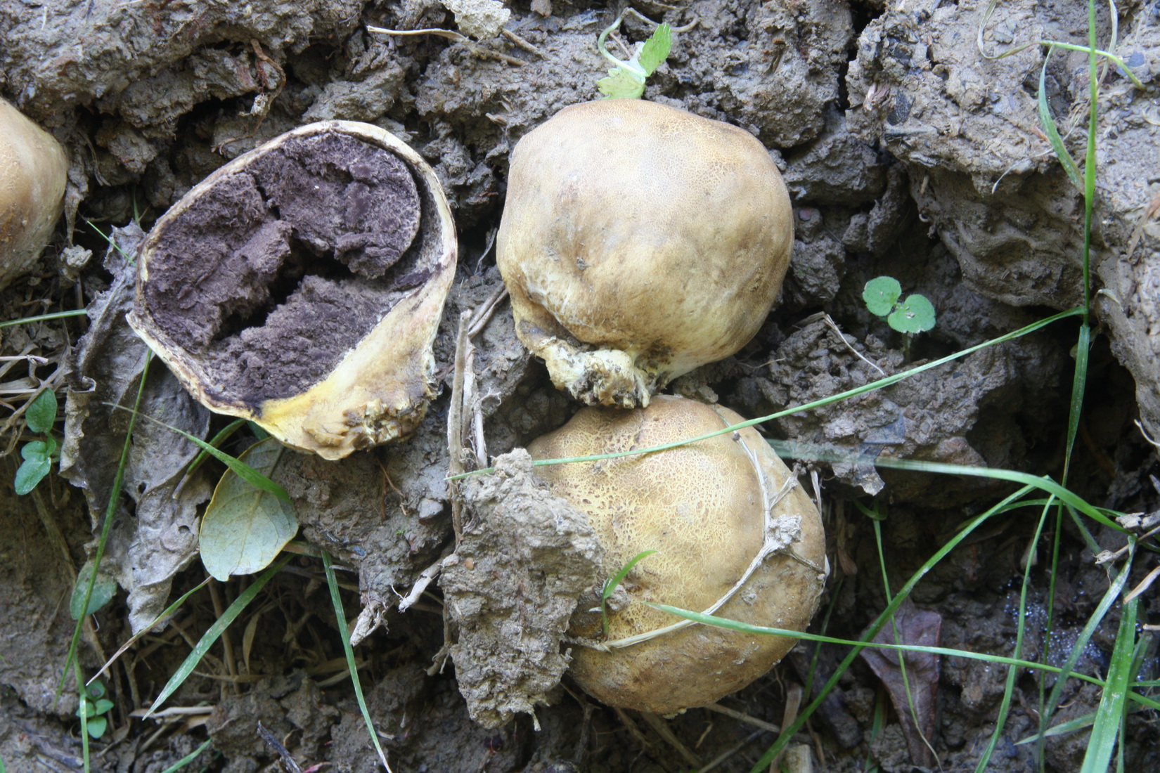 Scleroderma areolatum