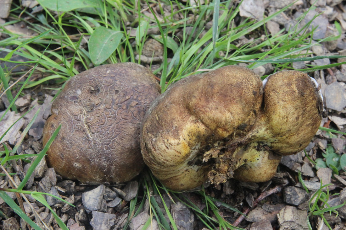 Scleroderma cepa