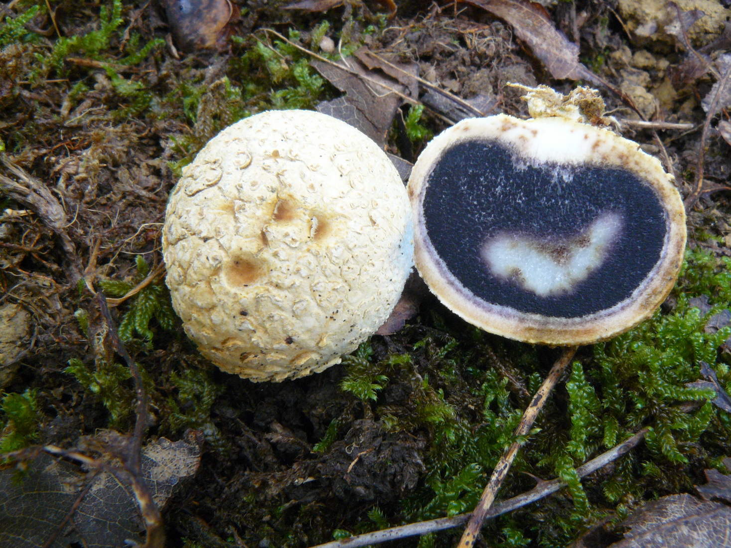 Scleroderma citrinum