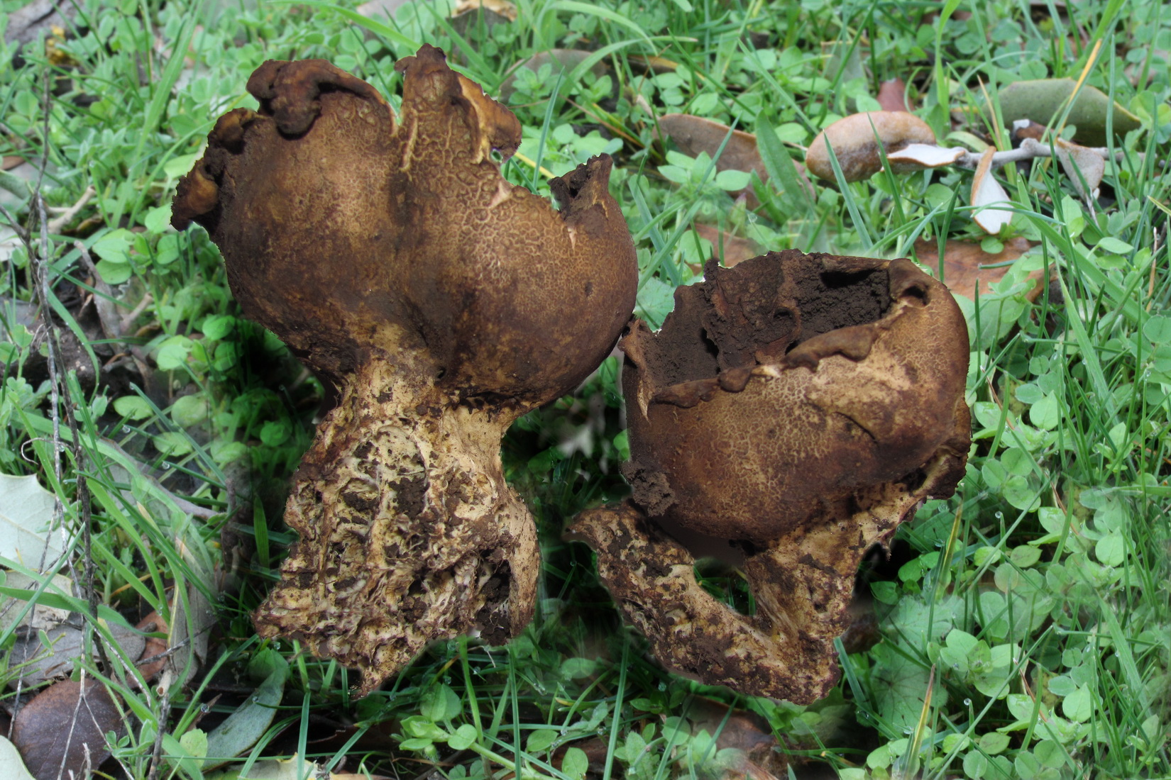 Scleroderma verrucosum
