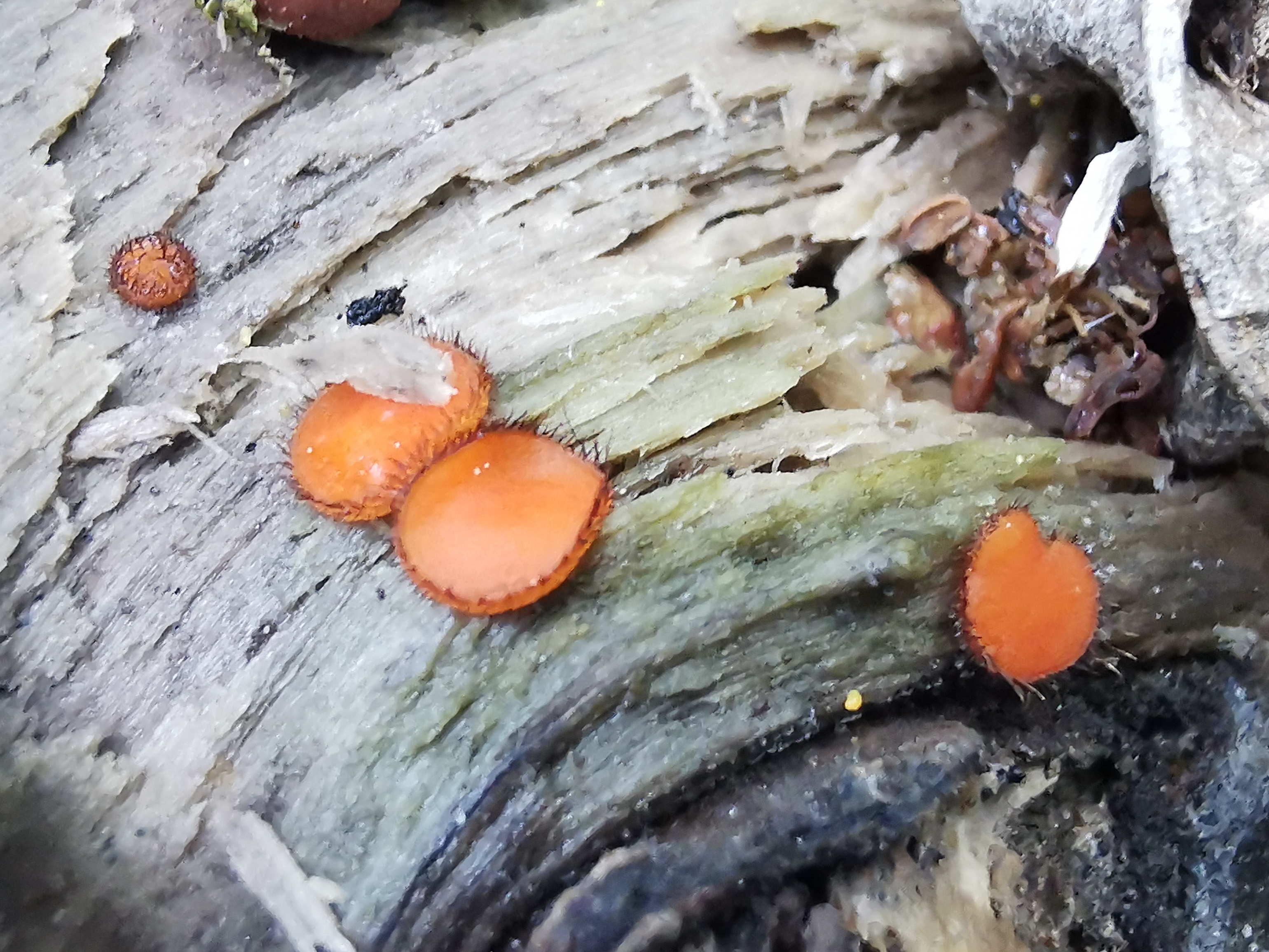 Scutellinia scutellata