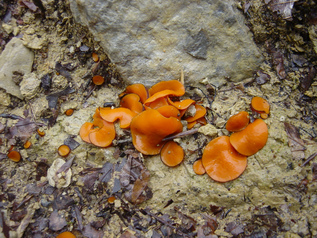Scutellinia trechispora