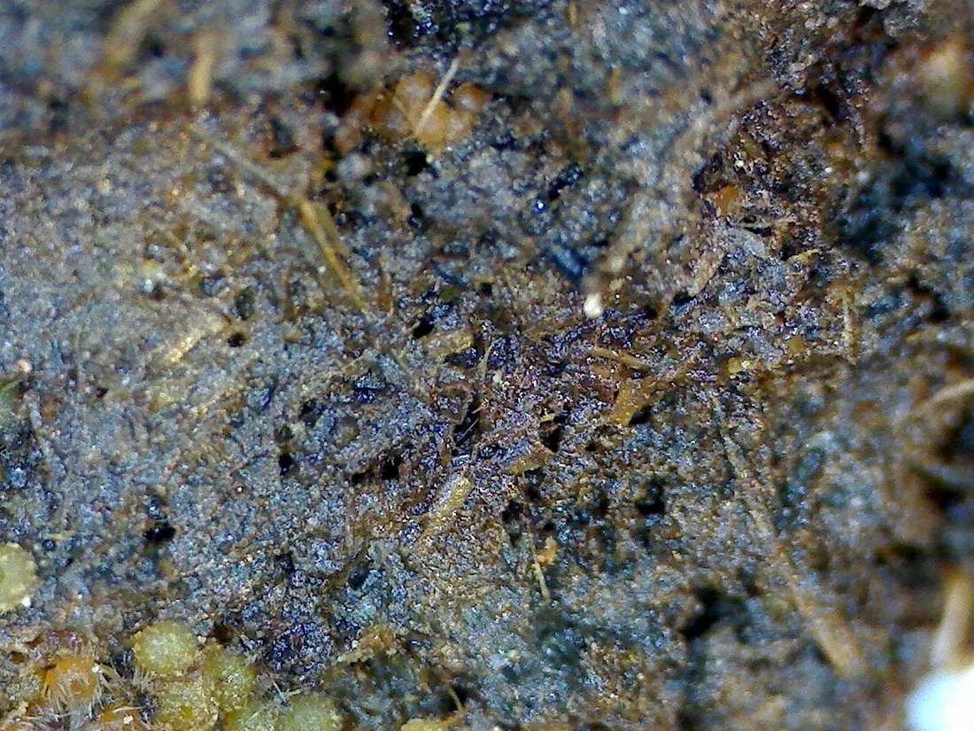 Sporormiella intermedia
