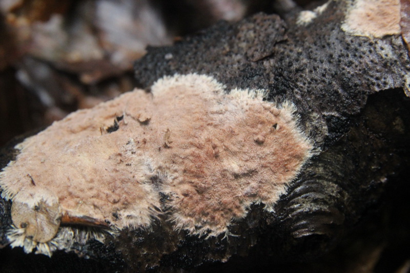 Steccherinum fimbriatum