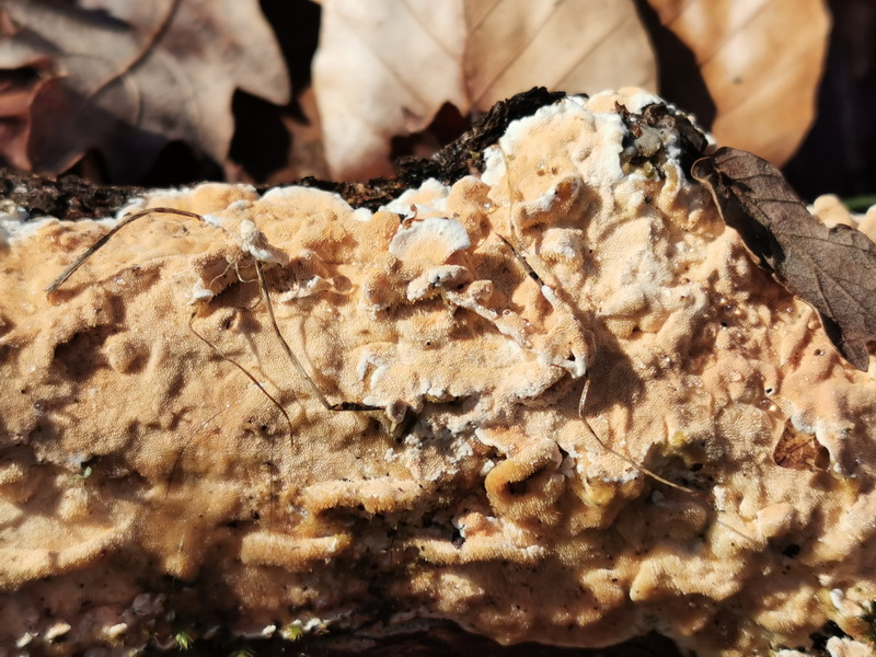 Steccherinum ochraceum