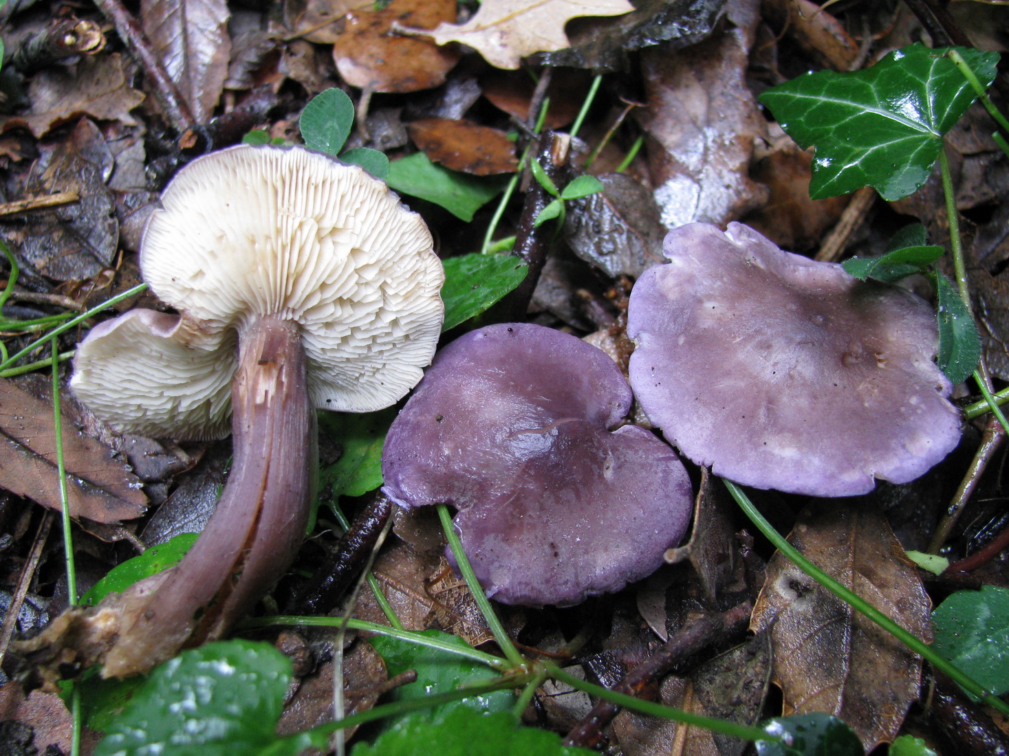 Calocybe ionides
