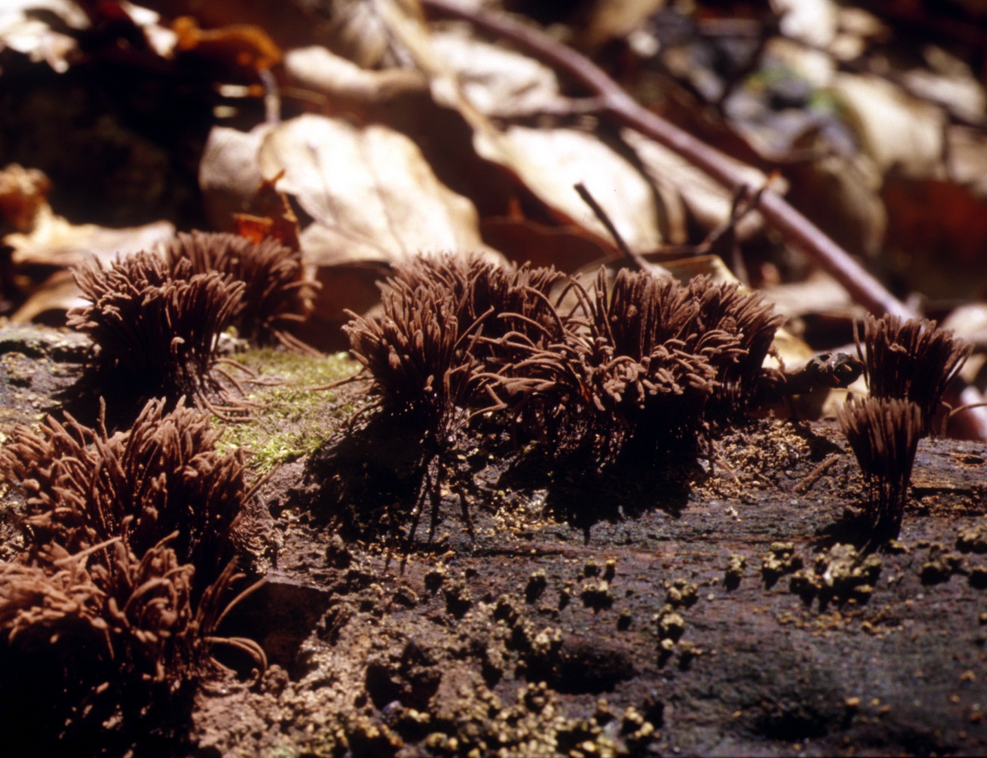 Stemonitis fusca var_fusca