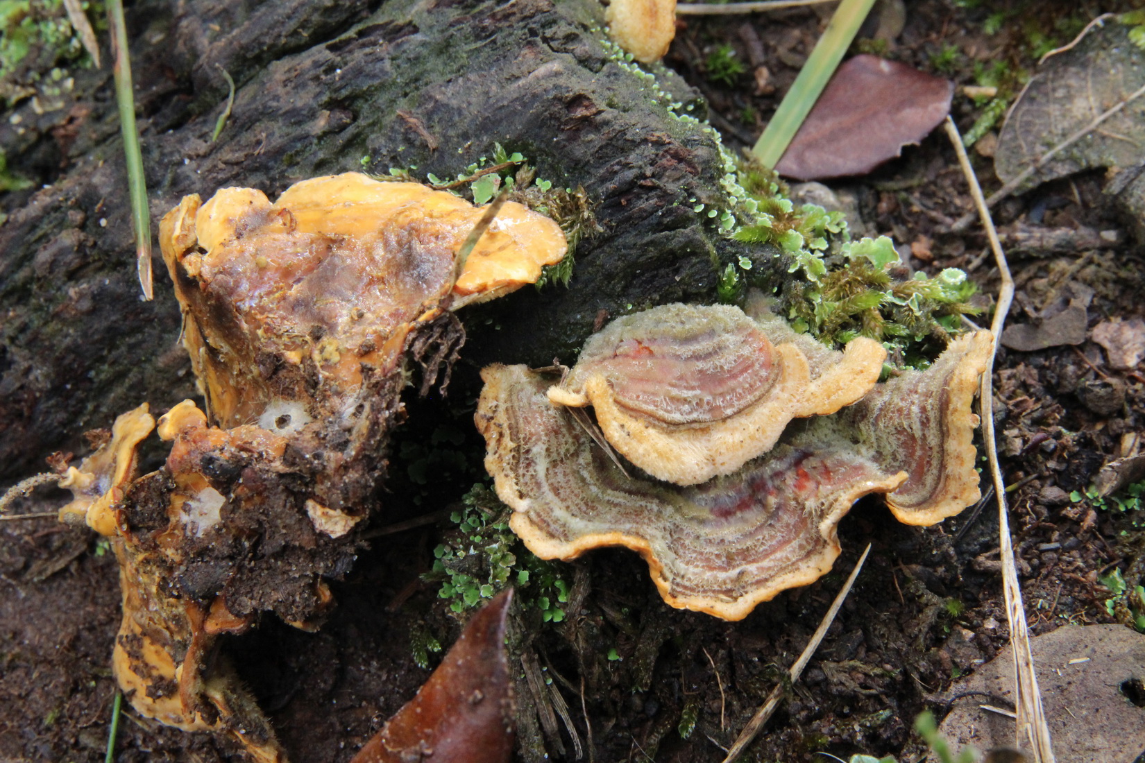 Stereum hirsutum