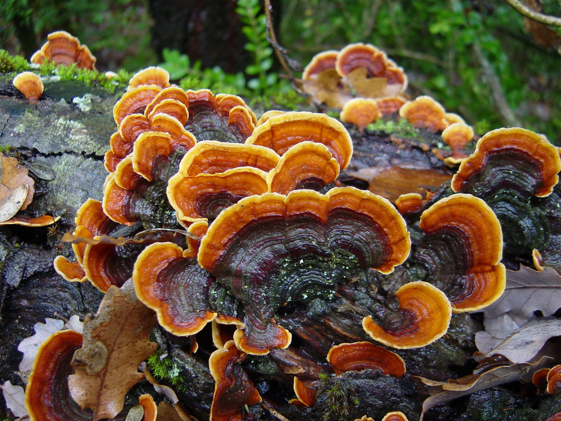 Stereum insignitum
