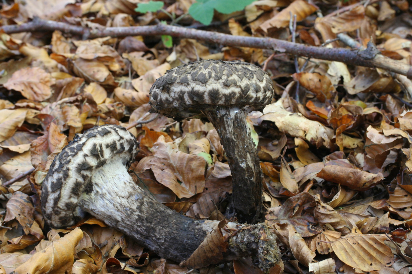 Strobilomyces strobilaceus