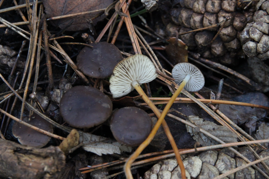 Strobilurus tenacellus