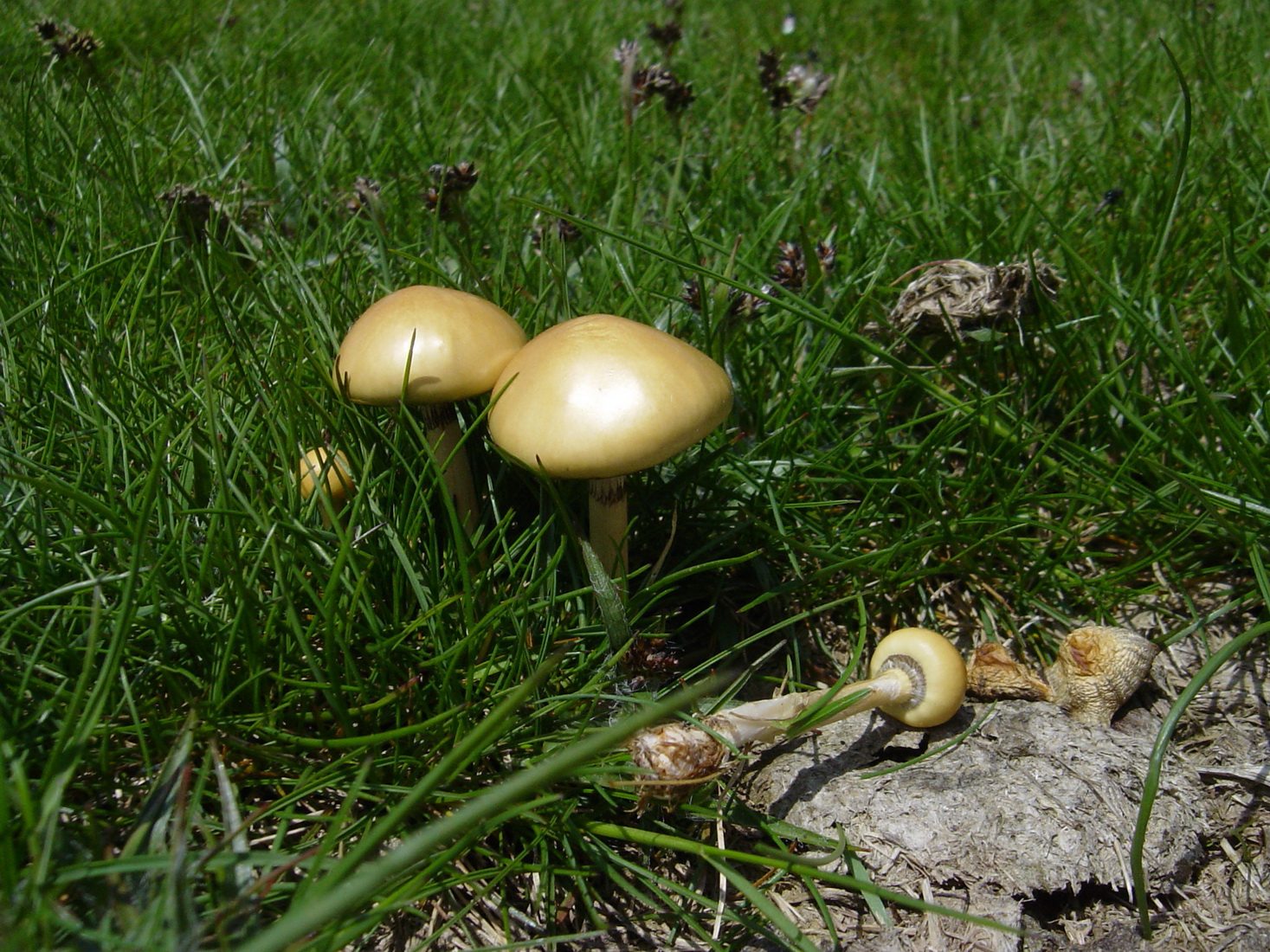 Protostropharia semiglobata