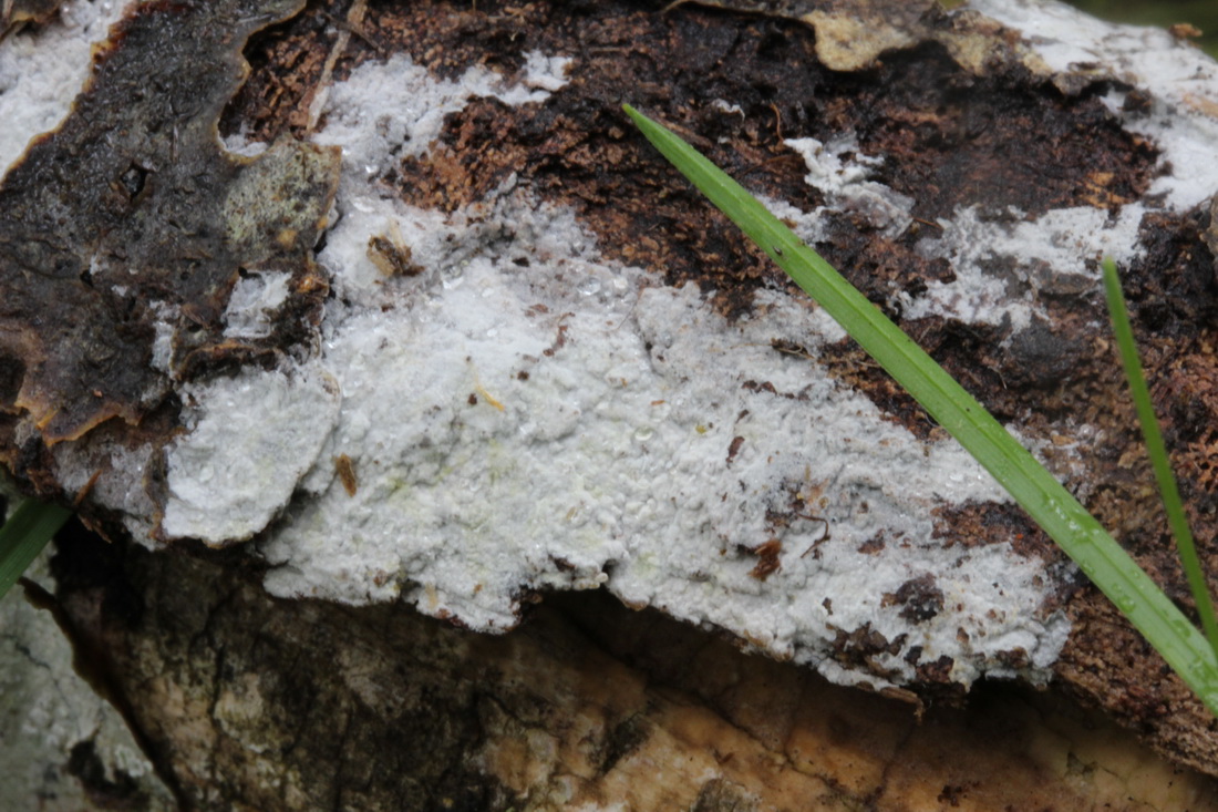 Subulicystidium longisporum