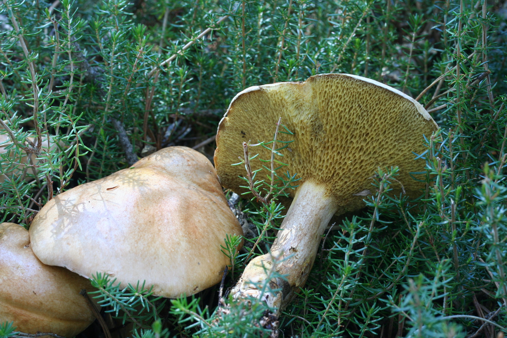 Suillus bovinus