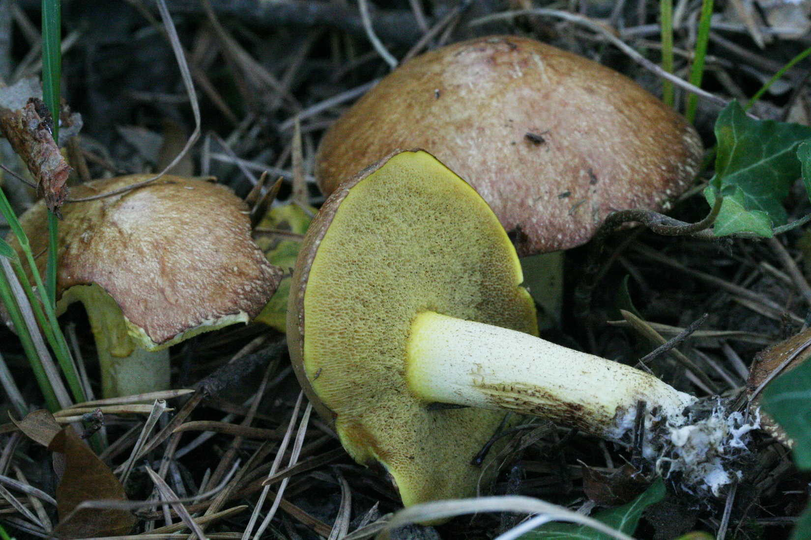Suillus granulatus