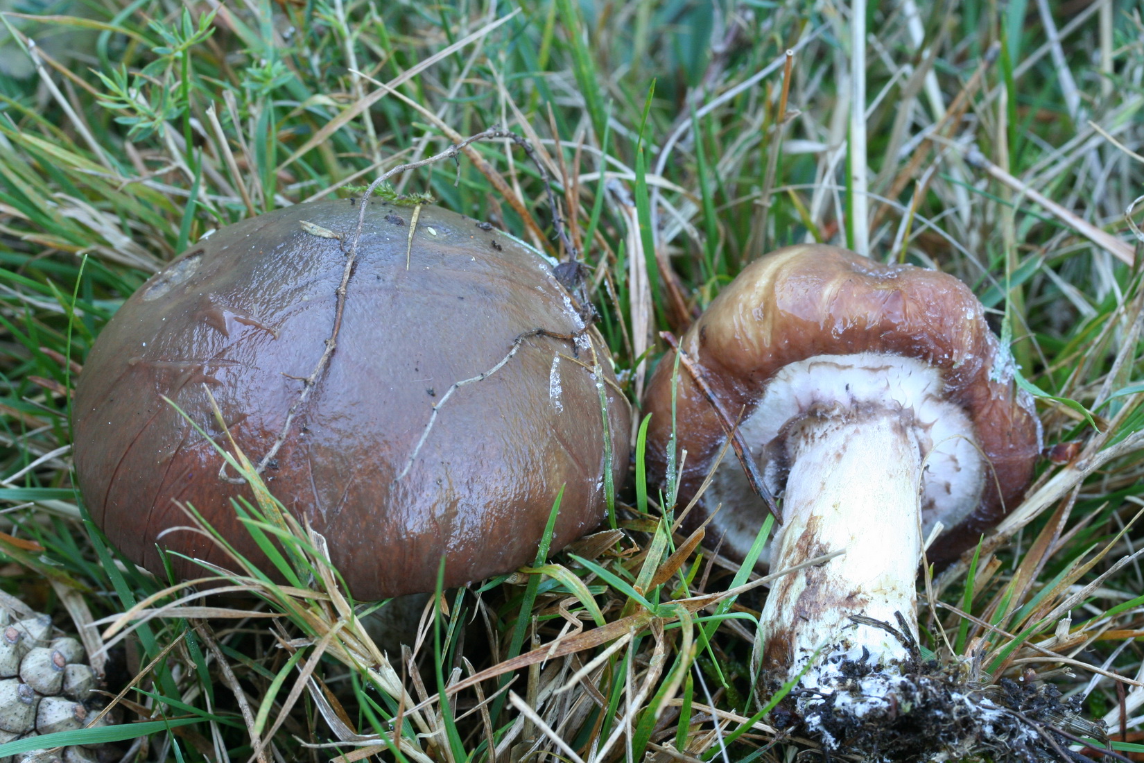 Suillus luteus
