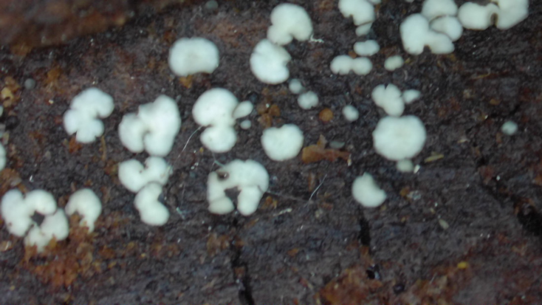 Tapesia fusca