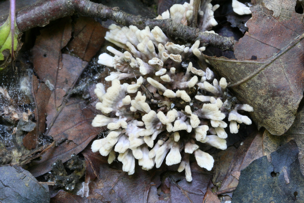 Thelephora anthocephala