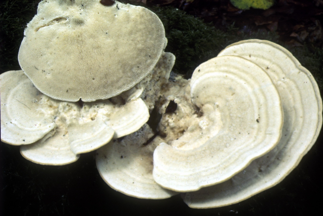 Trametes gibbosa