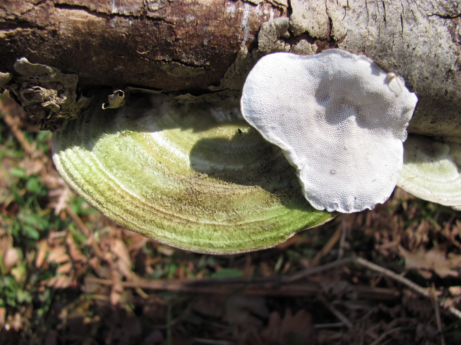 Trametes hirsuta
