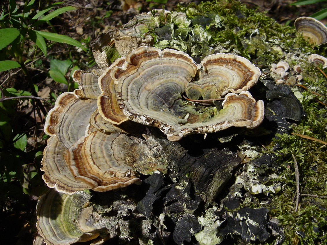 Trametes versicolor