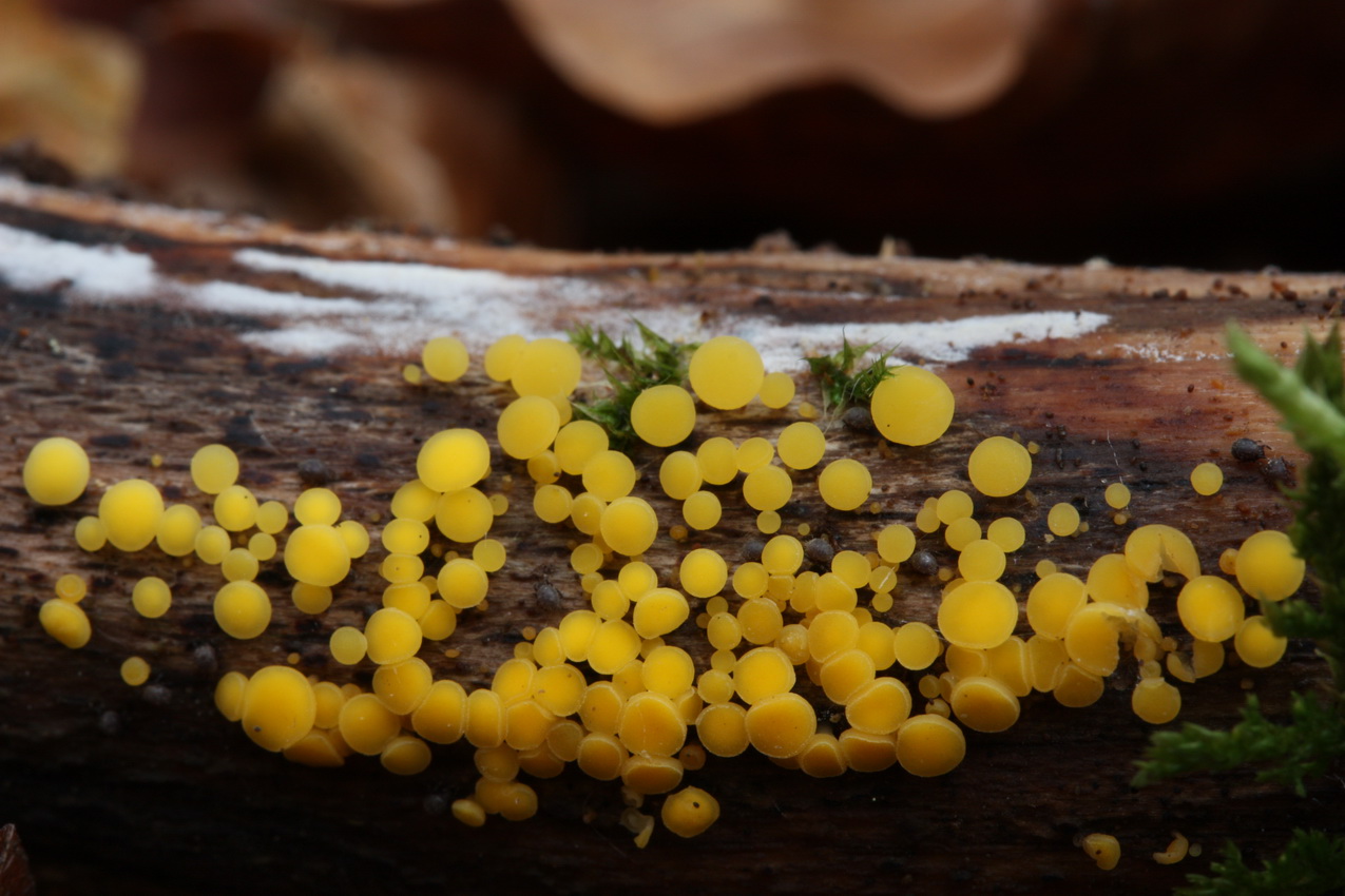 Bisporella citrina