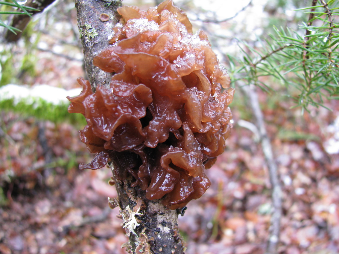 Phaeotremella foliacea