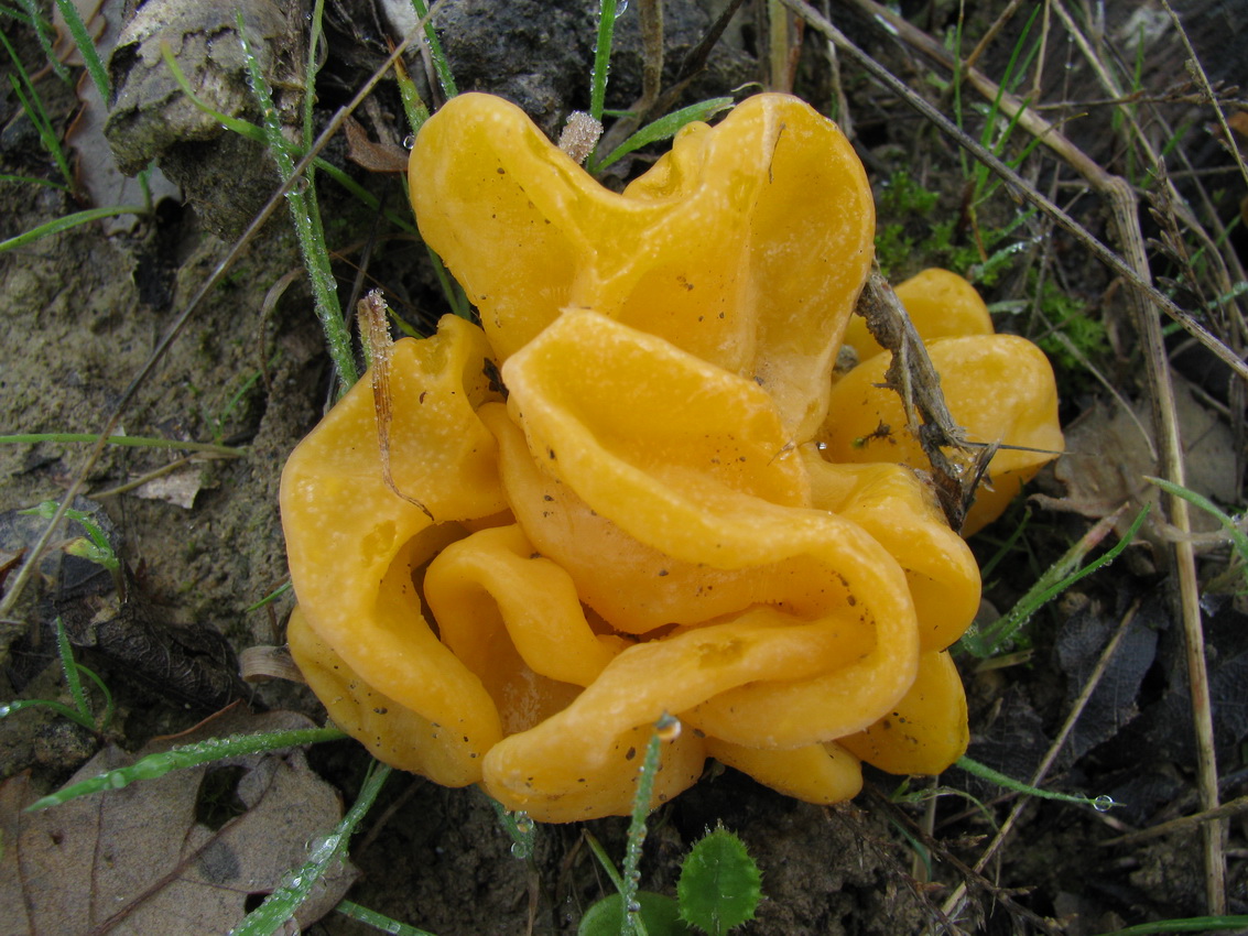 Tremella mesenterica